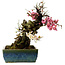 Prunus mume pink and white, 45 cm, ± 45 years old, with a nebari of 18 cm