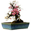 Prunus mume pink and white, 45 cm, ± 45 years old, with a nebari of 18 cm