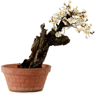 Prunus mume white, 39 cm, ± 40 years old