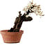 Prunus mume white, 39 cm, ± 40 years old, with a nebari of 11 cm