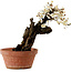 Prunus mume wit, 39 cm, ± 40 jaar oud, met een nebari van 11 cm