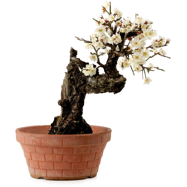 Prunus mume white, 39 cm, ± 40 years old, with a nebari of 11 cm