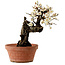 Prunus mume wit, 39 cm, ± 40 jaar oud, met een nebari van 11 cm