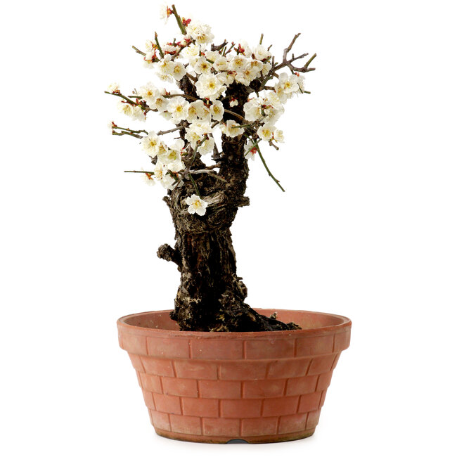 Prunus mume white, 39 cm, ± 40 Jahre alt, mit einem Wurzelansatz von 11 cm
