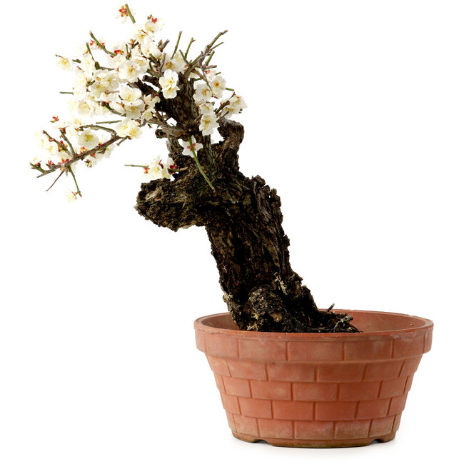 Prunus mume white, 39 cm, ± 40 Jahre alt, mit einem Wurzelansatz von 11 cm