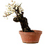 Prunus mume bianco, 39 cm, ± 40 anni, con nebari di 11 cm