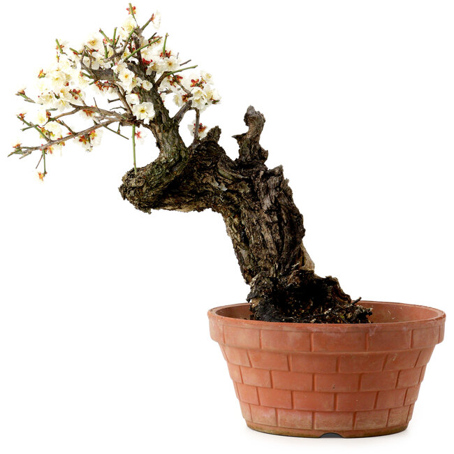 Prunus mume blanco, 39 cm, ± 40 años, con un nebari de 11 cm.