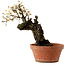 Prunus mume bianco, 39 cm, ± 40 anni, con nebari di 11 cm