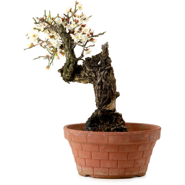 Prunus mume white, 39 cm, ± 40 Jahre alt, mit einem Wurzelansatz von 11 cm