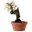 Prunus mume white, 39 cm, ± 40 years old, with a nebari of 11 cm