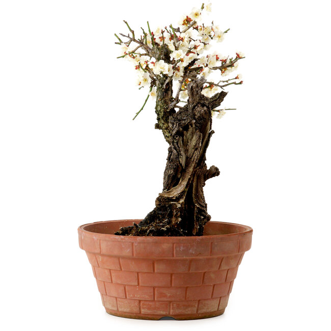 Prunus mume bianco, 39 cm, ± 40 anni, con nebari di 11 cm