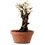 Prunus mume white, 39 cm, ± 40 Jahre alt, mit einem Wurzelansatz von 11 cm