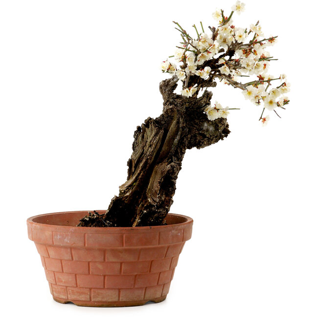 Prunus mume blanco, 39 cm, ± 40 años, con un nebari de 11 cm.