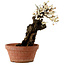Prunus mume white, 39 cm, ± 40 years old, with a nebari of 11 cm