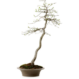 Euonymus alatus, 75 cm, ± 25 ans