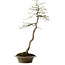 Euonymus alatus, 75 cm, ± 25 Jahre alt, mit einem Nebari von 10 cm