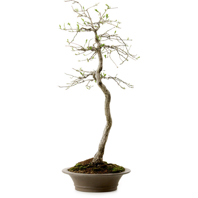 Euonymus alatus, 75 cm, ± 25 years old, with a nebari of 10 cm