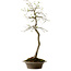 Euonymus alatus, 75 cm, ± 25 años de edad, con un nebari de 10 cm