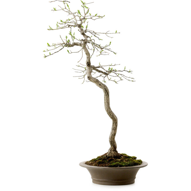 Euonymus alatus, 75 cm, ± 25 jaar oud, met een nebari van 10 cm
