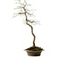 Euonymus alatus, 75 cm, ± 25 años de edad, con un nebari de 10 cm