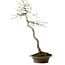 Euonymus alatus, 75 cm, ± 25 Jahre alt, mit einem Nebari von 10 cm