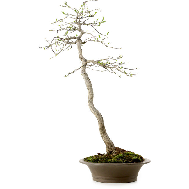Euonymus alatus, 75 cm, ± 25 años de edad, con un nebari de 10 cm