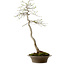 Euonymus alatus, 75 cm, ± 25 años de edad, con un nebari de 10 cm