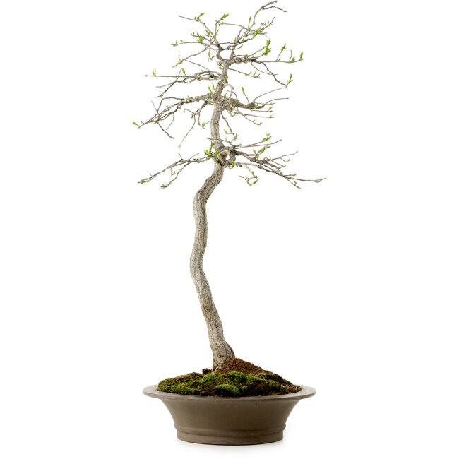Euonymus alatus, 75 cm, ± 25 years old, with a nebari of 10 cm