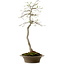 Euonymus alatus, 75 cm, ± 25 años de edad, con un nebari de 10 cm