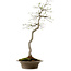 Euonymus alatus, 75 cm, ± 25 años de edad, con un nebari de 10 cm