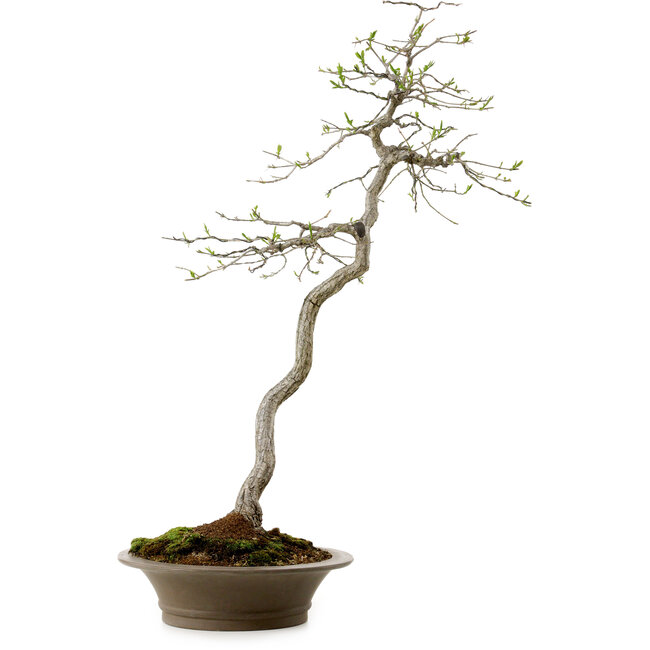 Euonymus alatus, 75 cm, ± 25 Jahre alt, mit einem Nebari von 10 cm