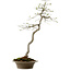 Euonymus alatus, 75 cm, ± 25 Jahre alt, mit einem Nebari von 10 cm