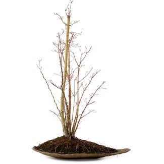 Acer palmatum, 66 cm, ± 10 Jahre alt