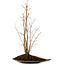 Acer palmatum, 66 cm, ± 10 años de edad, con un nebari de 6 cm