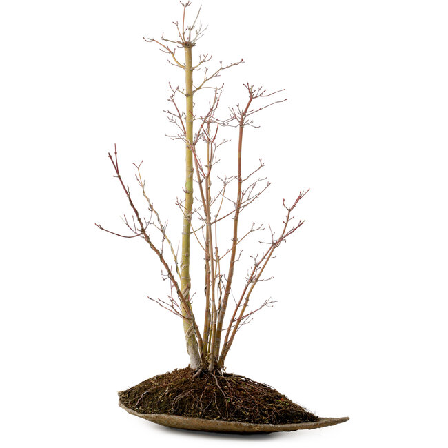 Acer palmatum, 66 cm, ± 10 Jahre alt, mit einem Wurzelhals von 6 cm