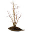 Acer palmatum, 66 cm, ± 10 años de edad, con un nebari de 6 cm