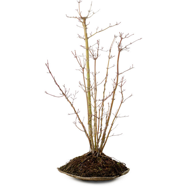 Acer palmatum, 66 cm, ± 10 años de edad, con un nebari de 6 cm