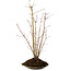 Acer palmatum, 66 cm, ± 10 años de edad, con un nebari de 6 cm