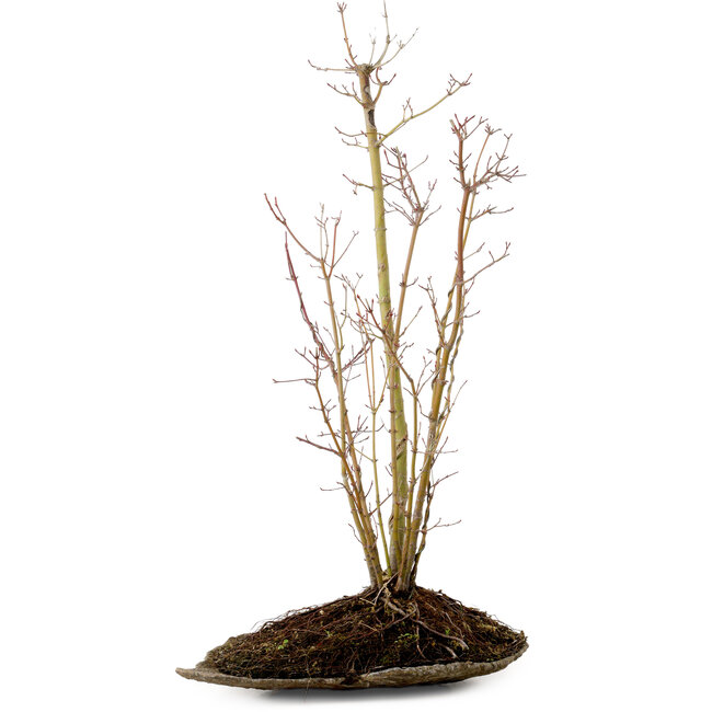 Acer palmatum, 66 cm, ± 10 años de edad, con un nebari de 6 cm