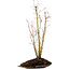 Acer palmatum, 66 cm, ± 10 Jahre alt, mit einem Wurzelhals von 6 cm