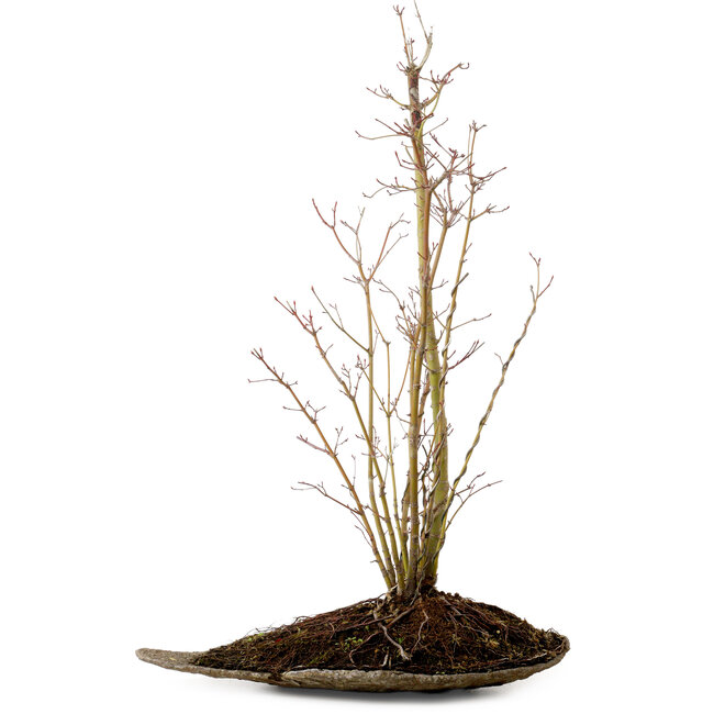 Acer palmatum, 66 cm, ± 10 años de edad, con un nebari de 6 cm