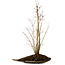 Acer palmatum, 66 cm, ± 10 años de edad, con un nebari de 6 cm