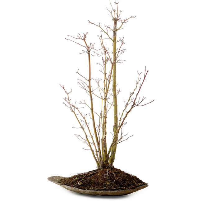 Acer palmatum, 66 cm, ± 10 años de edad, con un nebari de 6 cm