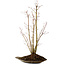 Acer palmatum, 66 cm, ± 10 Jahre alt, mit einem Wurzelhals von 6 cm