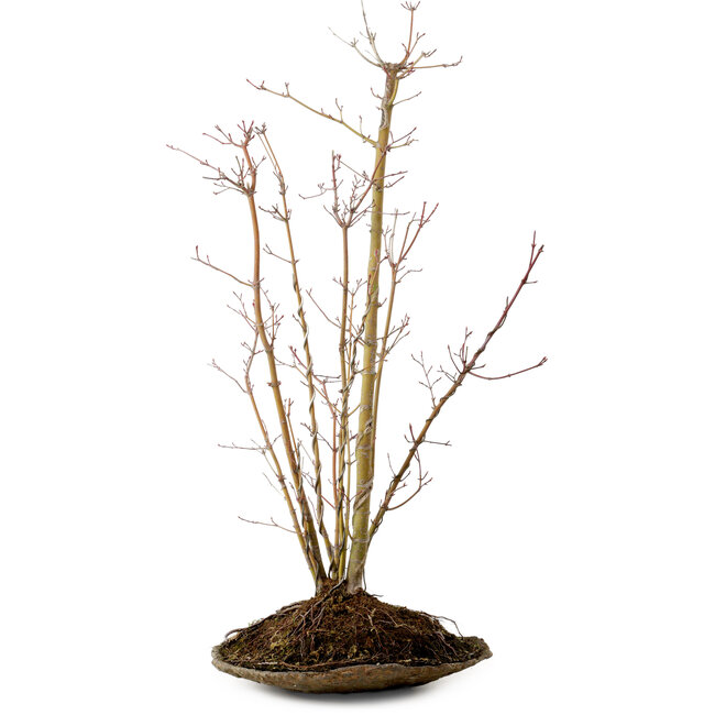 Acer palmatum, 66 cm, ± 10 años de edad, con un nebari de 6 cm