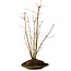 Acer palmatum, 66 cm, ± 10 Jahre alt, mit einem Wurzelhals von 6 cm