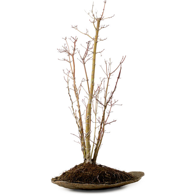Acer palmatum, 66 cm, ± 10 Jahre alt, mit einem Wurzelhals von 6 cm