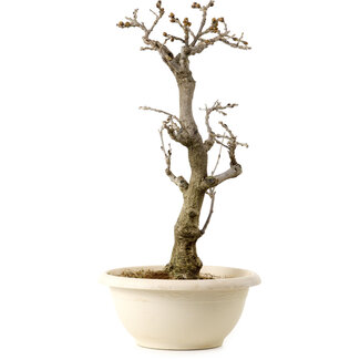 Wisteria sinensis, 50 cm, ± 25 Jahre alt