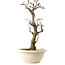 Wisteria sinensis, 50 cm, ± 25 years old, with a nebari of 11 cm, in a broken pot