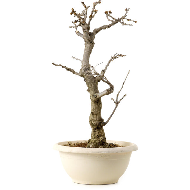 Wisteria sinensis, 50 cm, ± 25 years old, with a nebari of 11 cm, in a broken pot